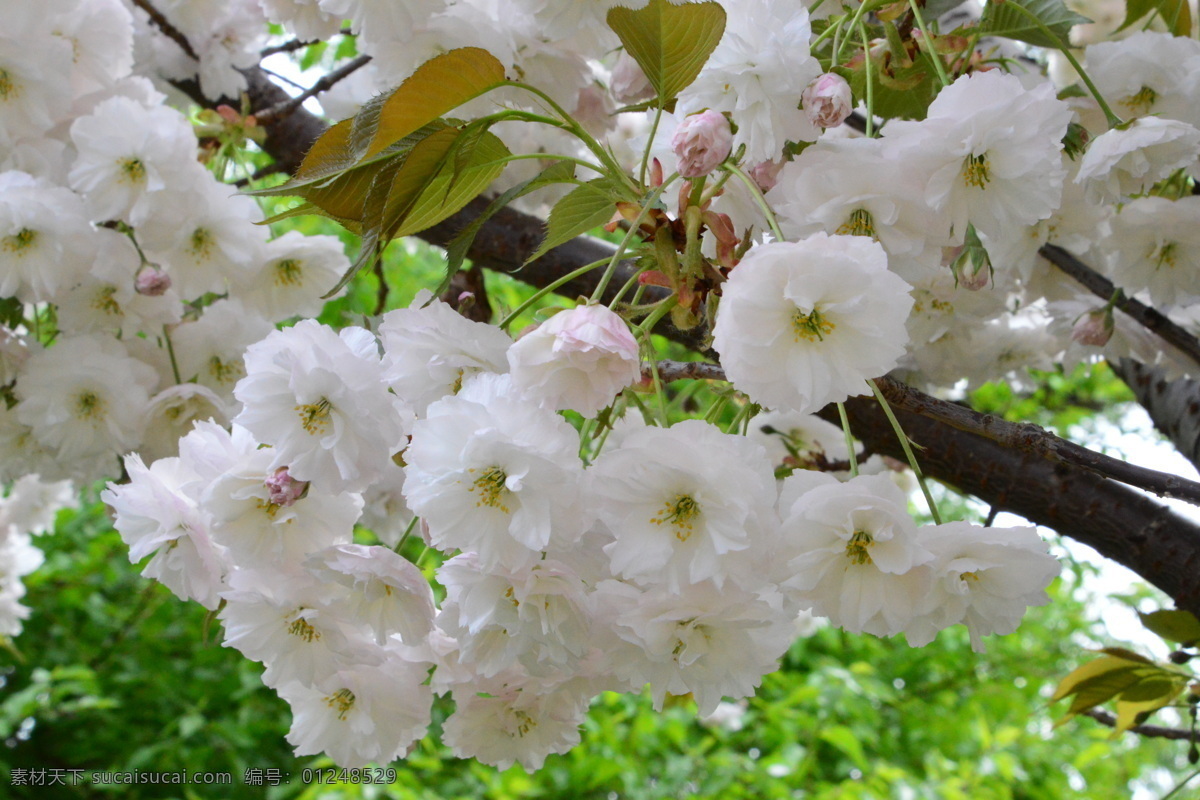 樱花 满园春色 花枝 玉渊潭樱花节 玉渊潭春色 树干 花朵 春色 花卉 花儿 花骨朵 花草 树枝 枝叶 园林景观 绿化景观 生物世界