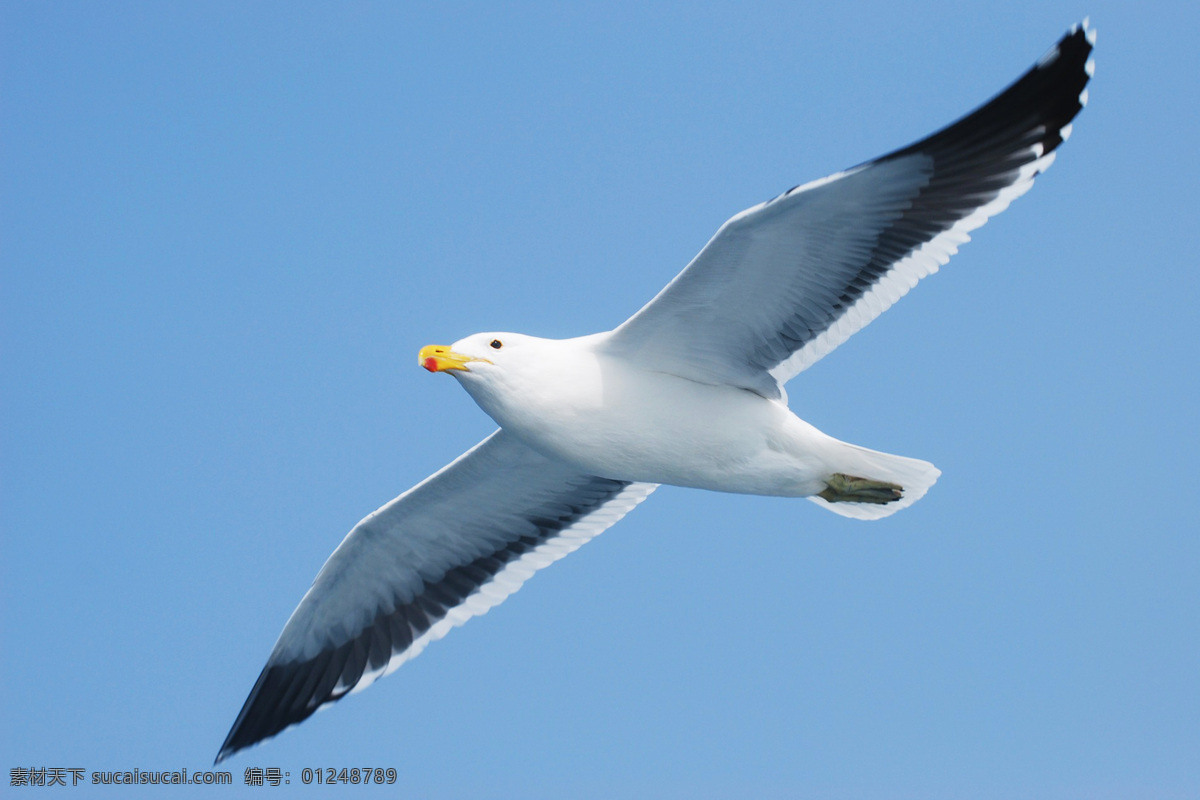 海鸥 larus canus 海鸟 水鸟 mew gul common gull 鸟类 鸟