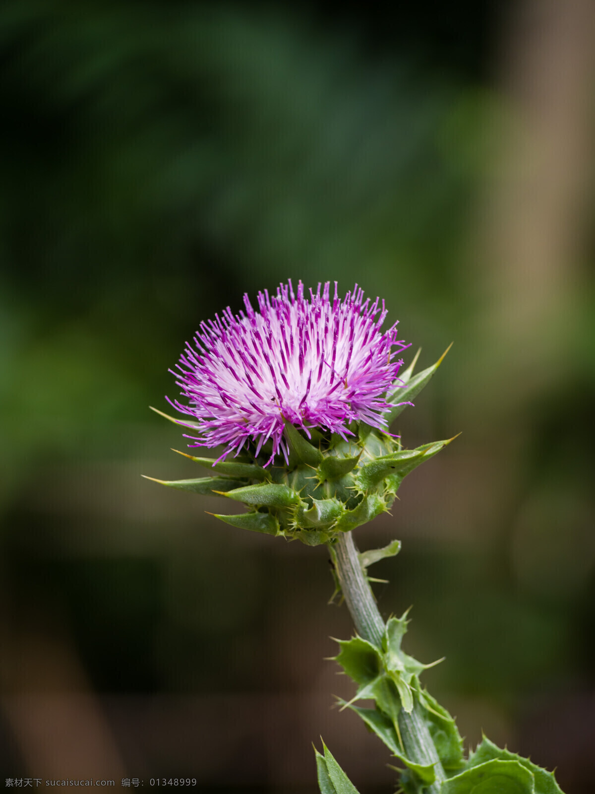 大蓟 花木 植物 物种 蓝花 生物世界 花草