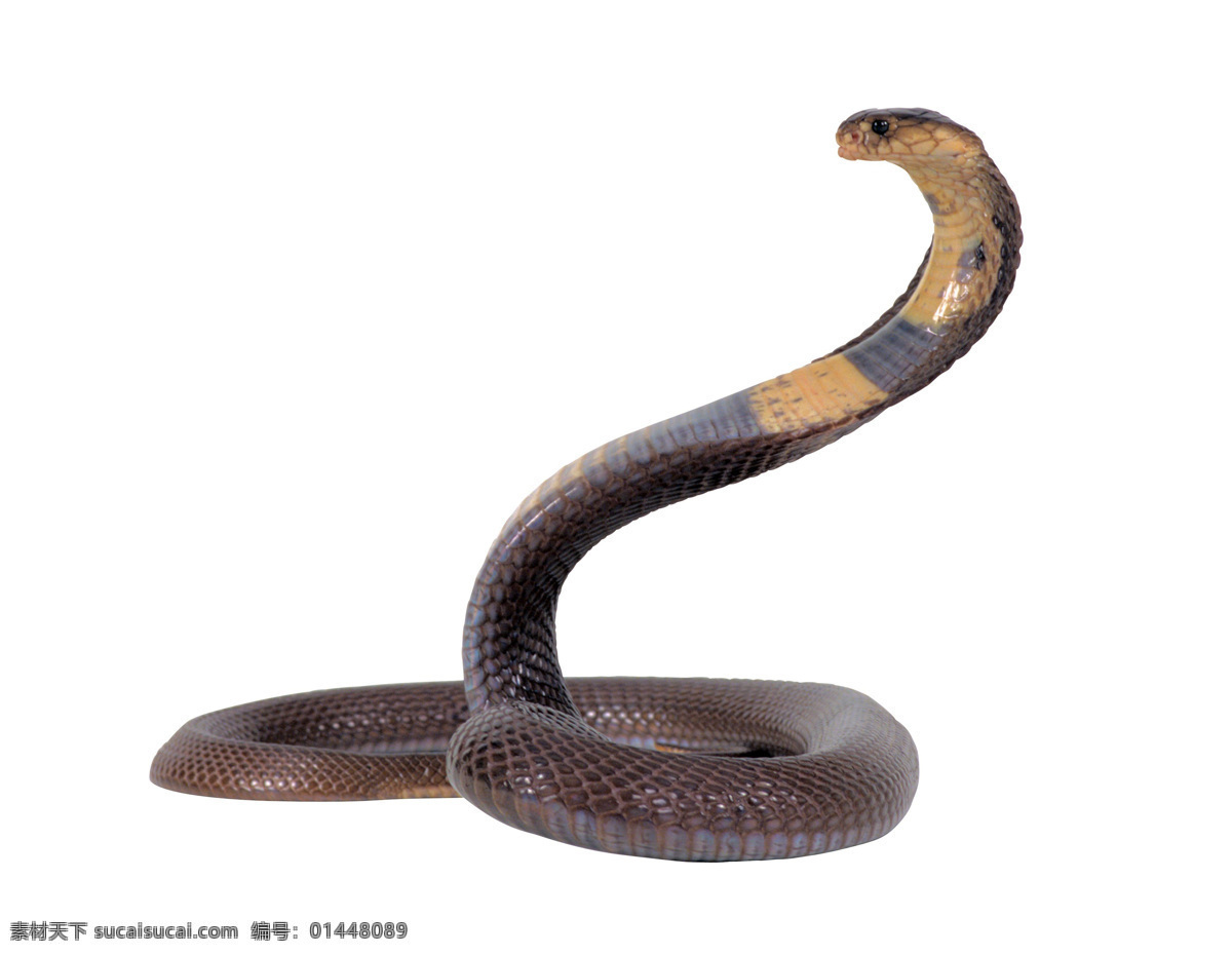 眼镜王蛇 毒蛇 蛇 动物 爬行 高清写真 野生动物 生物世界