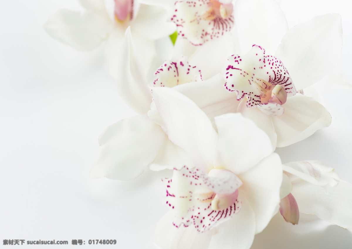 绿色植物 植物 花朵 花瓣 特写 花心 花蕊 白色花瓣 壁纸 花