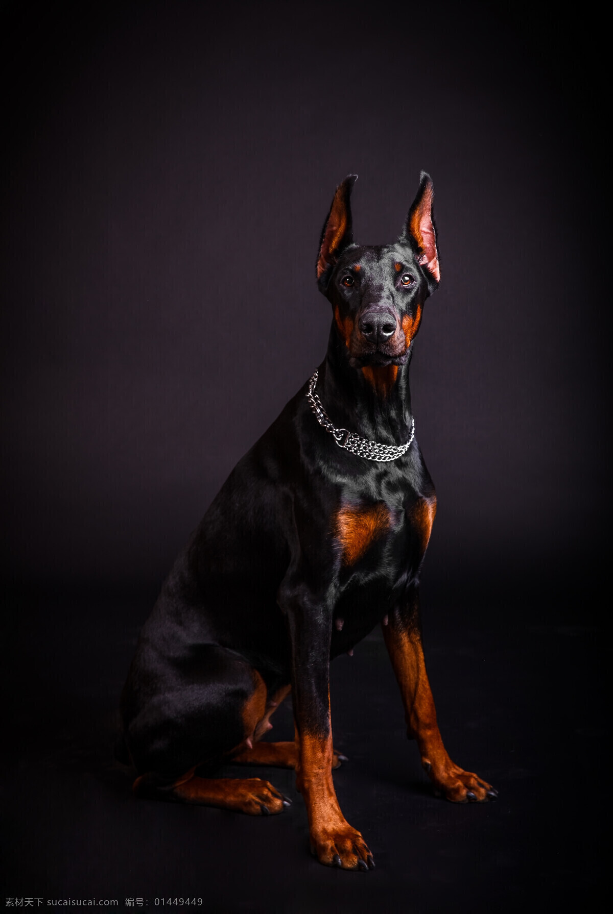 猛犬 警犬 杜宾 杜宾犬 德系杜宾 黑杜宾 大黑狗 大型犬 居家宠物 看家护院 汪星人 看门狗 可爱狗 狗 人类朋友 忠诚伙伴 宠物狗 动物 生物世界 家禽家畜