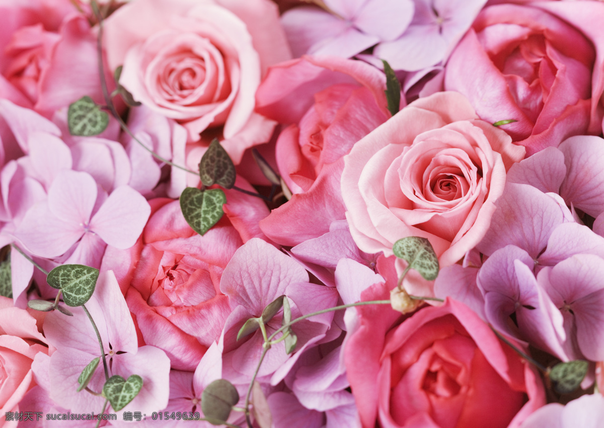 唯美 粉色 玫瑰花 花卉 花朵 花草 植物 玫瑰