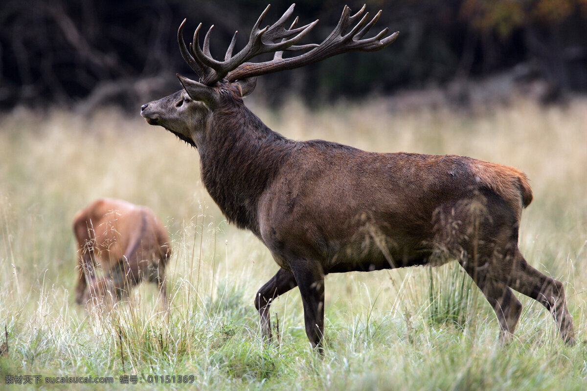 草原 上 麋鹿 鹿 野生动物 动物世界 摄影图 陆地动物 生物世界