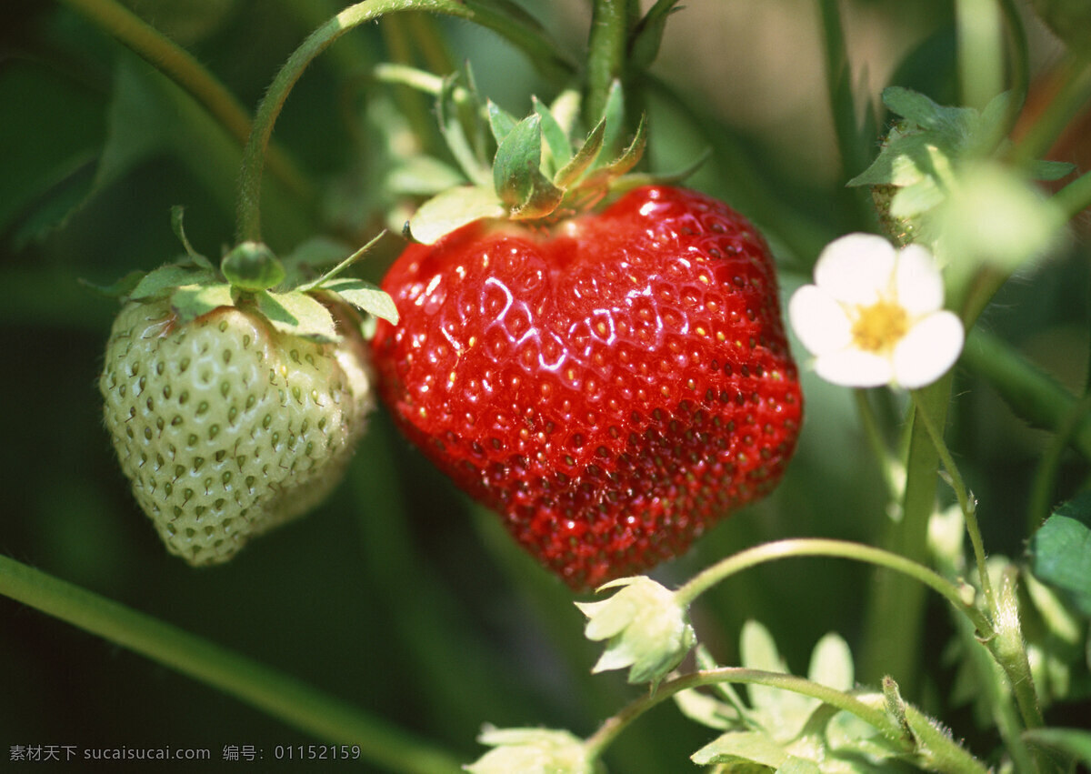 du 草莓 彩色 新鮮 红色 水果 綠色 維生素 食物营养 素食作物 叶子 绿叶 酸味果汁 蔬菜图片 餐饮美食