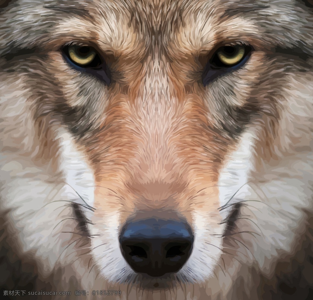 野狼 狼 苍狼 动物世界 手绘 狼狗 野生动物 哺乳动物 生物世界