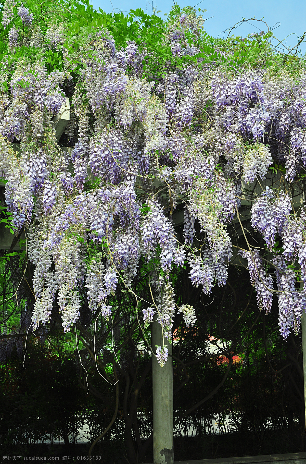 紫藤花 葛花 紫藤 青藤 青藤花 凌霄 爬山虎 花草 生物世界