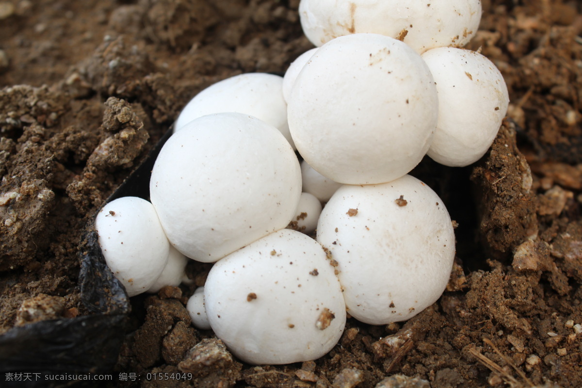 双孢菇 生长 过程 双孢菇摄影 蘑菇 菌菇 菌菇市长 生物世界 其他生物
