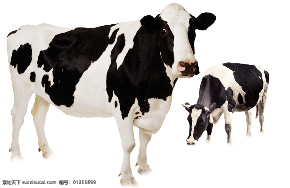 奶牛 牛奶日 国际牛奶日 牛奶 奶 奶制品 世界牛奶日 饮食 早餐 餐饮 健康 健康饮食 源文件 分层 设计素材 海报 牛奶海报 牛奶日海报