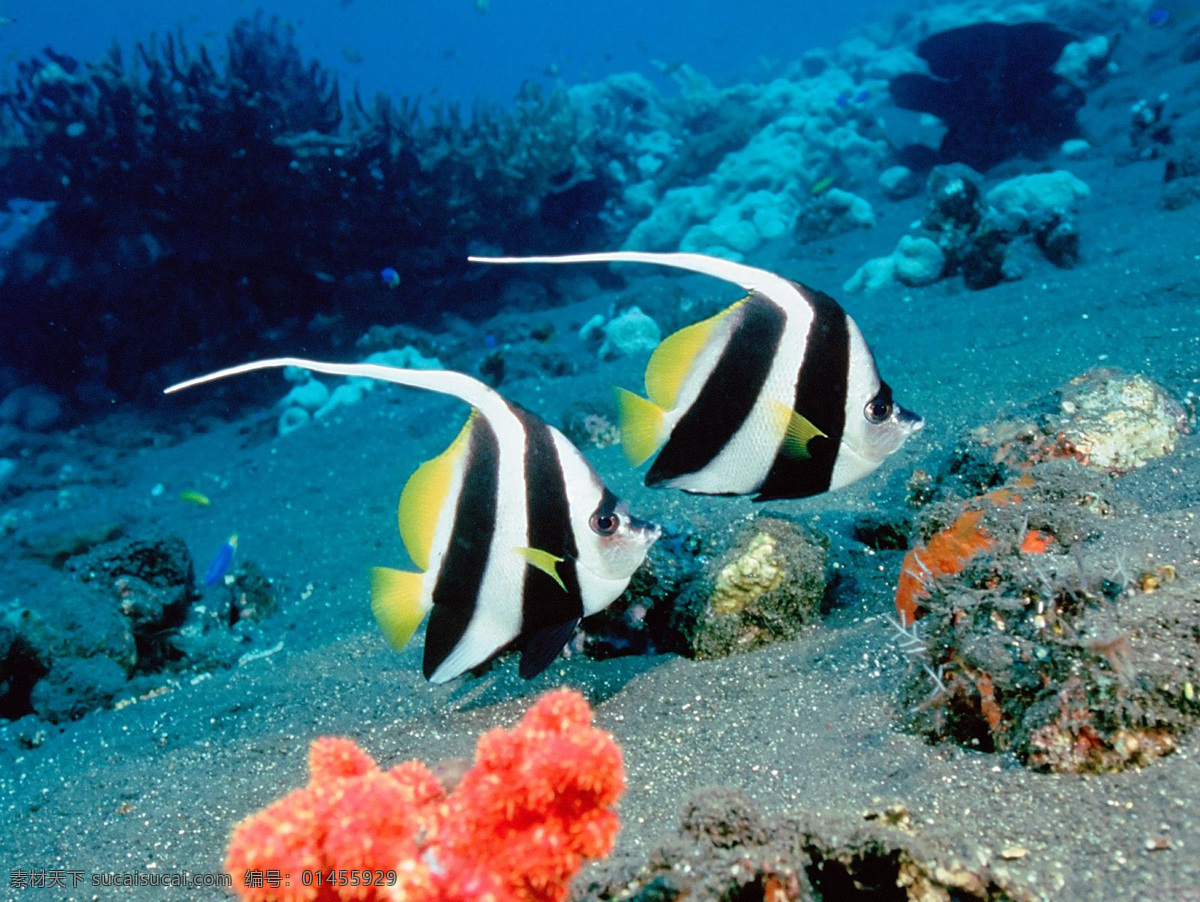 海底世界 海底 海底素材 海底生物 海洋生物 鱼 珊瑚 鱼群 海洋 生物世界 鱼类