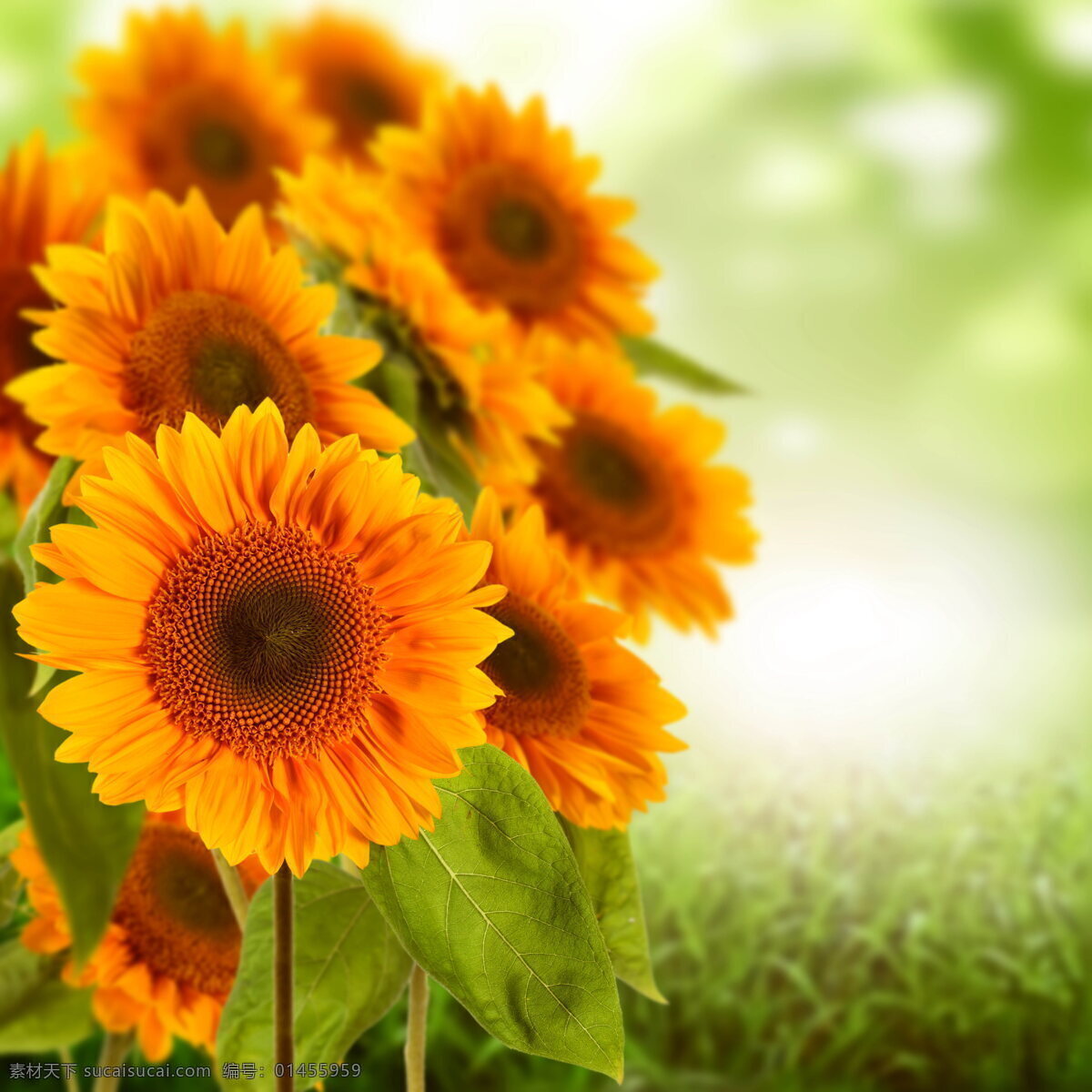 向日葵唯美 向日葵 唯美花朵 花卉 花朵 花盘 花瓣 花蕊 绿叶 黄色花朵 黄花 向阳花 花草 植物 生物世界 向日葵花