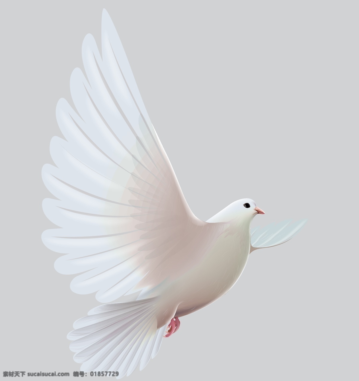 和平鸽矢量 和平鸽 矢量素材 矢量 橄榄叶 白鸽 飞翔的白鸽 飞翔的和平鸽 动物素材 生物世界 鸟类
