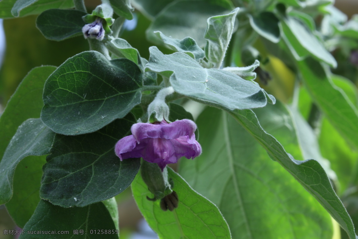 茄子花 蔬菜花 花卉 花朵 花瓣 花心 花儿 绿化景观 花卉大观园 生物世界 花草