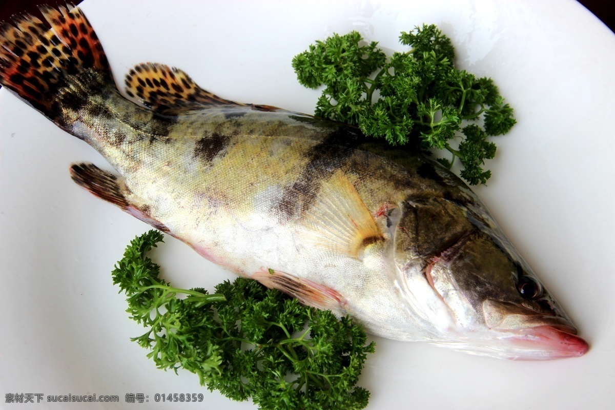 海鲜 桂鱼 美食 美味 水产 餐饮美食 食物原料