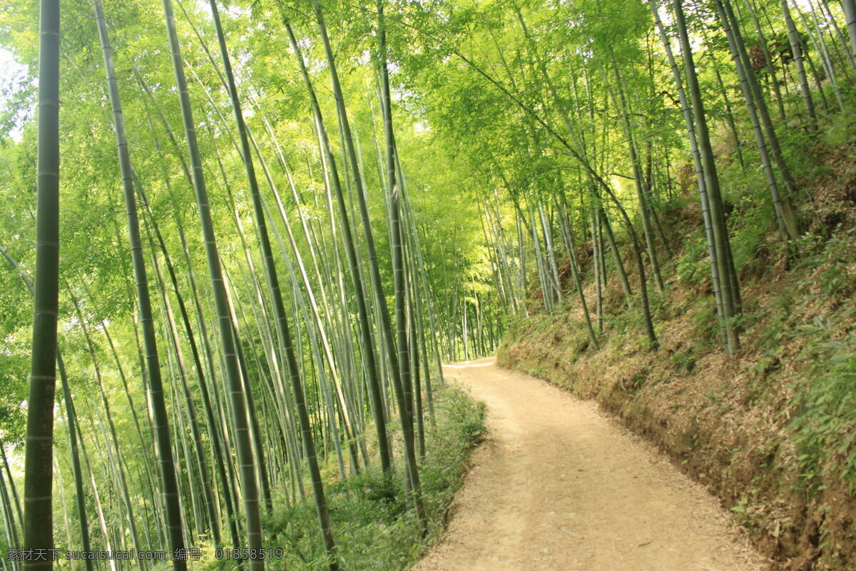 木 坑 竹海 安徽 风景 旅游摄影 竹林 竹子 自然风景 木坑竹海 矢量图 日常生活