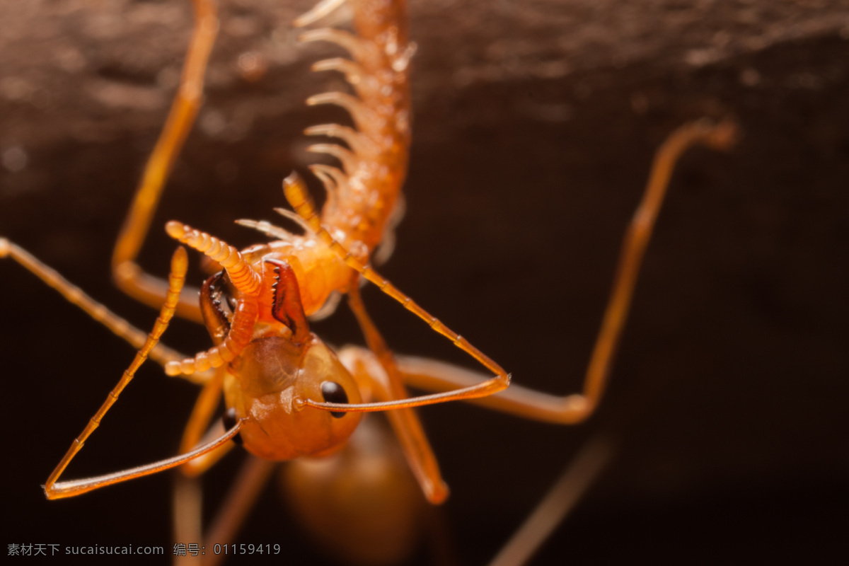 搬 食物 蚂蚁 蚂蚁摄影 蚂蚁素材 昆虫 动物 野生动物 动物世界 昆虫世界 生物世界