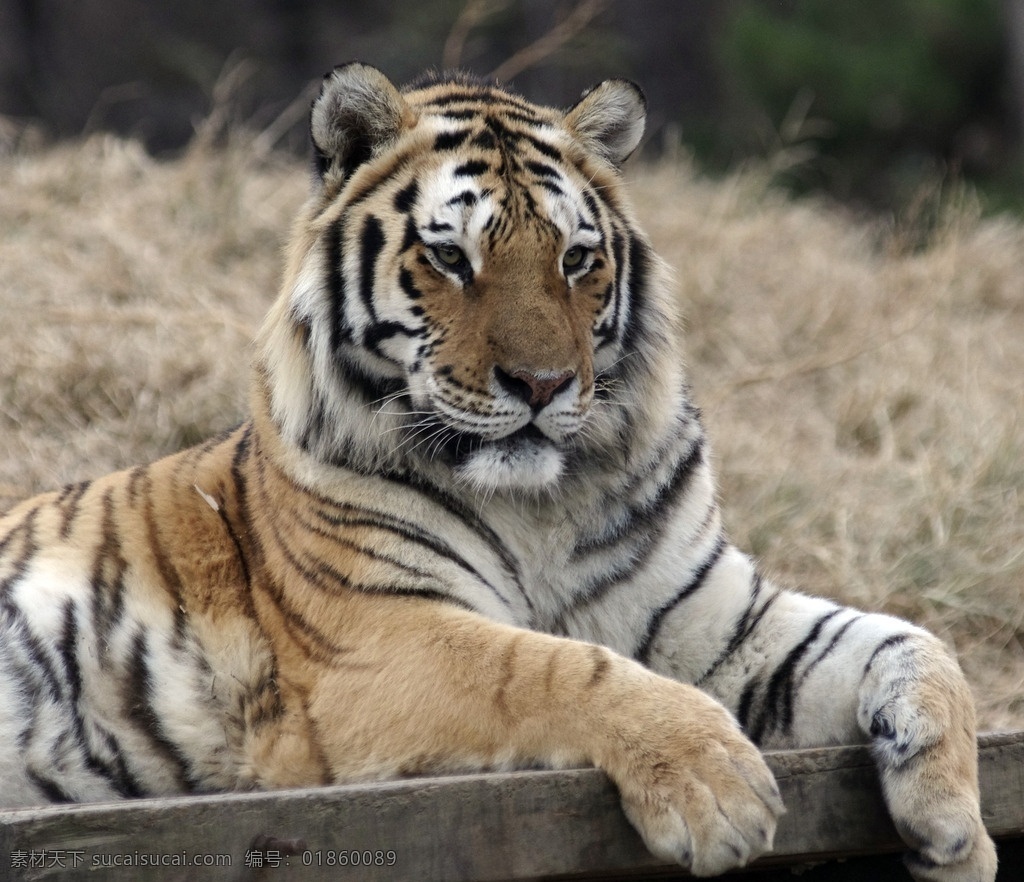 悠然 卧 老虎 卧着 虎 动物 野生 动物园 哺乳动物 野生动物 生物世界