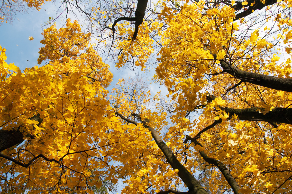 黄色 树木 风景图片 树林 唯美 秋季