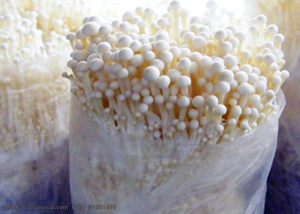 金针菇 蘑菇 平菇 瓶装 金福菇 姬菇王 鸡腿菇 花菇 海鲜菇 出菇车间 袋装金针菇