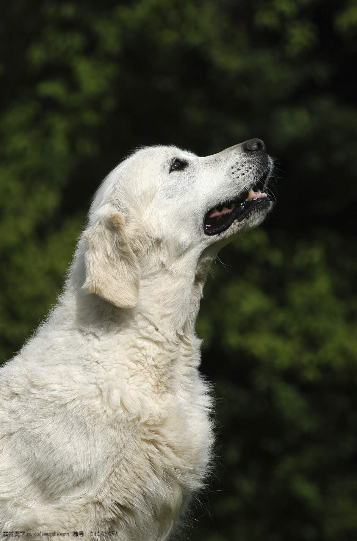 抬 头 看 宠物狗 小狗 犬 小狗图片 名贵犬种 宠物狗图片 可爱 小狗图片大全 宠物 小动物 陆地动物 生物世界 黑色