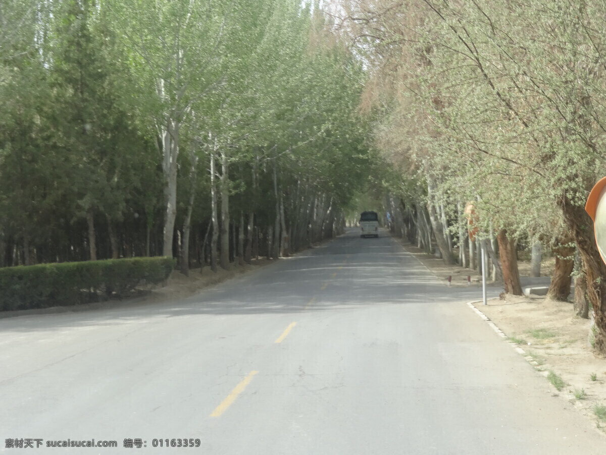 大漠风光 沙漠 敦煌 白杨 塞北 大漠 自然风景 旅游摄影 灰色