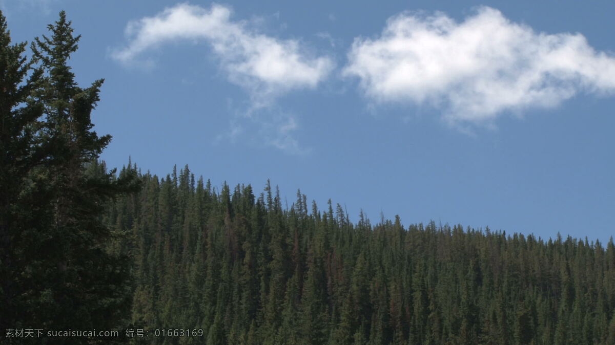 快速 移动 松树 森林 蓄积 视频 片段 云 季节 美国 山 山区 夏天 科罗拉多州 其他视频