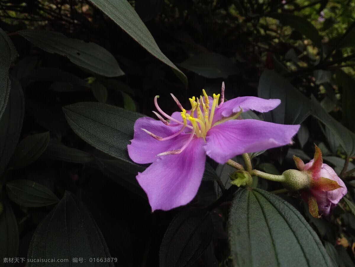 毛菍 射牙郎 叶 绿叶 花草 花叶 植物 花 生物世界