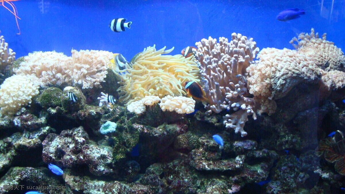海底 珊瑚 金鱼 蓝色 生物世界