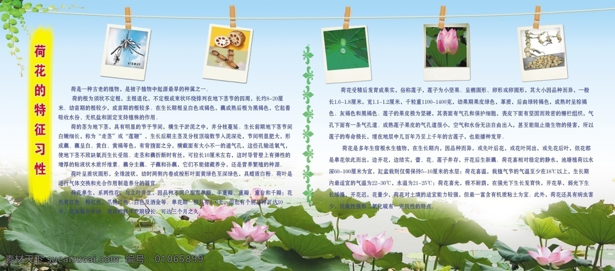 荷花展板 大片的荷花 荷叶 树叶 绳子 夹子 荷花 一生的介绍 习性 介绍 黄色的边框 展板 展板模板 广告设计模板 源文件