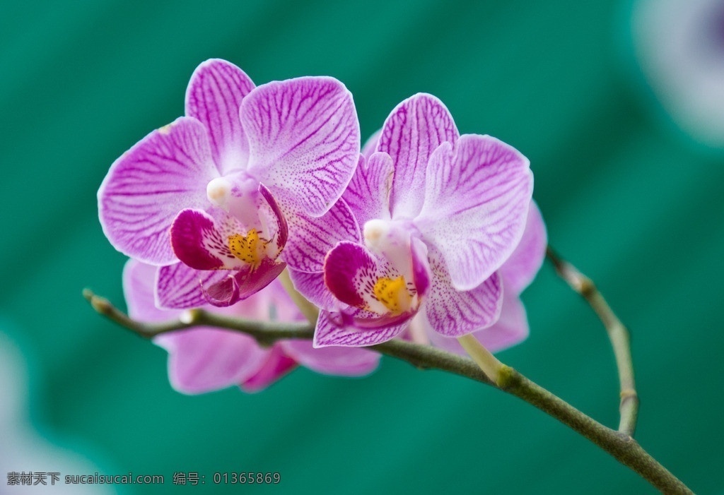 粉色蝴蝶兰花 蝴蝶兰 粉花 花朵 树枝 鲜花 花草 生物世界