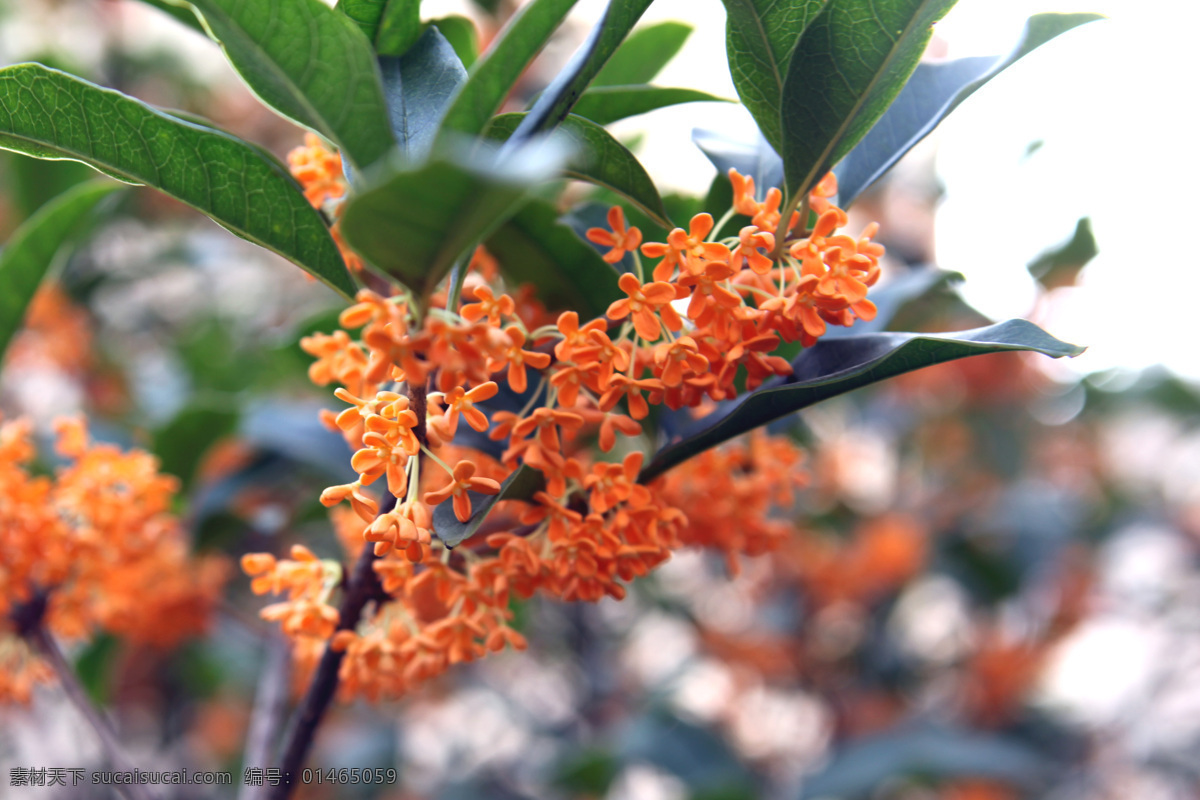 金桂 桂花 树叶 花枝 植物 树木 花草 生物世界