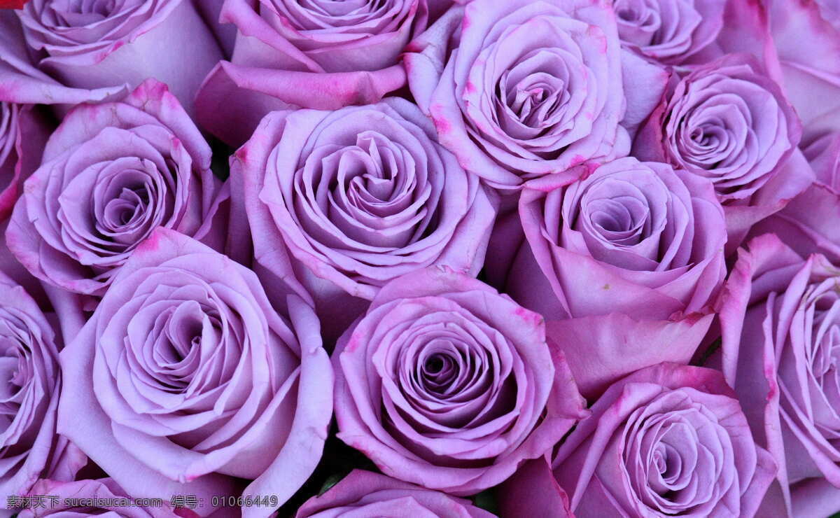 紫色玫瑰花 植物 唯美 玫瑰 花朵 花卉 紫色 浪漫 生物世界 花草