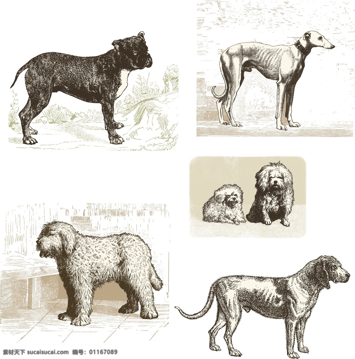 手绘狗 动物 狗 卡通狗 狗剪影 狗剪贴画 牧羊犬 猎犬 狮子狗 国外狗 素描狗 欧洲狗 动物家禽家畜 家禽家畜 生物世界 矢量