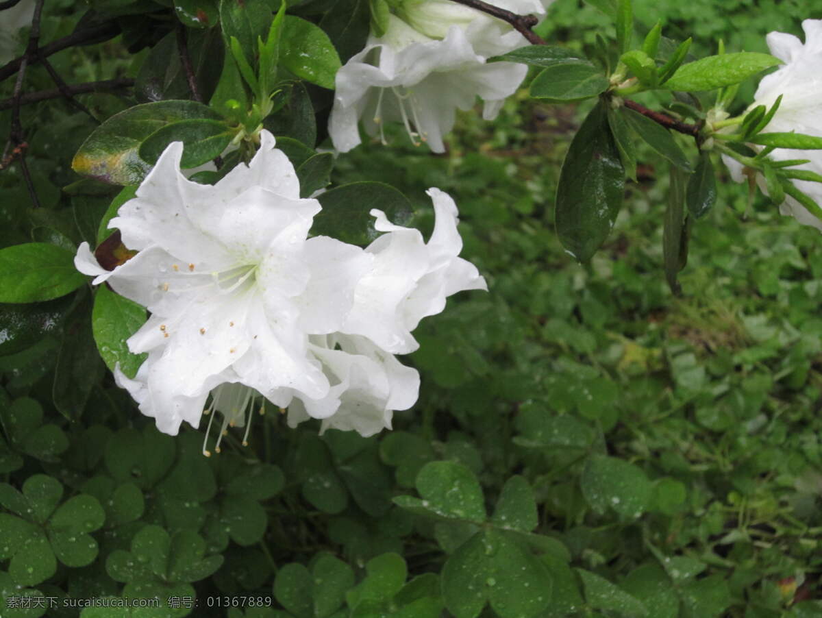 白花 绿叶 花 植物 自然 自然风景 自然风景图片 自然景色 风景 生活 旅游餐饮