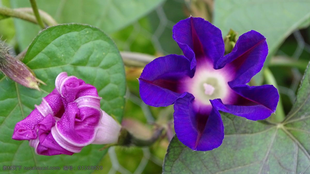 牵牛花 清新 唯美 牵牛 牵牛花儿 小清新 花朵 花儿鲜花 花卉 野花 紫色花朵 红色花朵 黄色花朵 白色花朵 蓝色华东 橙色花朵 高清 壁纸 背景 个性 美丽 自然 绿色 清新花卉 朦胧 朦胧花朵 插花 花艺 喇叭花 生物世界 花草