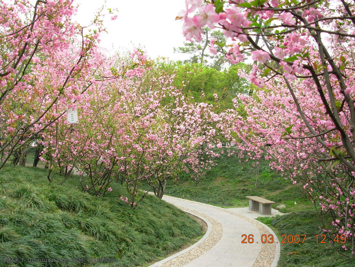 春花 春季 粉红色 公园 海棠 花 花朵 美丽 棠 树林 海棠树林 鲜花 特写 照片 海棠林 花间小路 小路 自然风景 自然景观 psd源文件