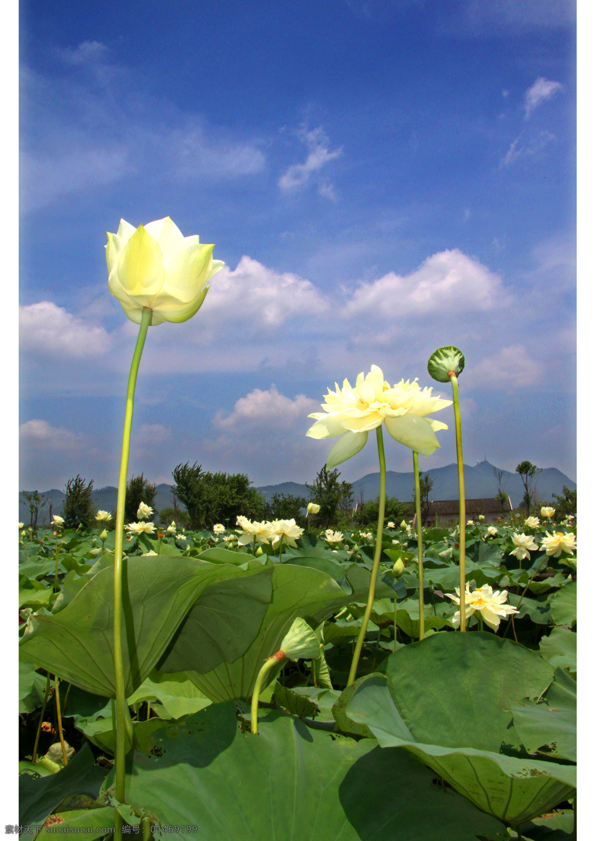 荷花 花落 荷花瓣 荷叶 花开 绿色 荷花骨朵 小荷 蓝色天空 花草 生物世界