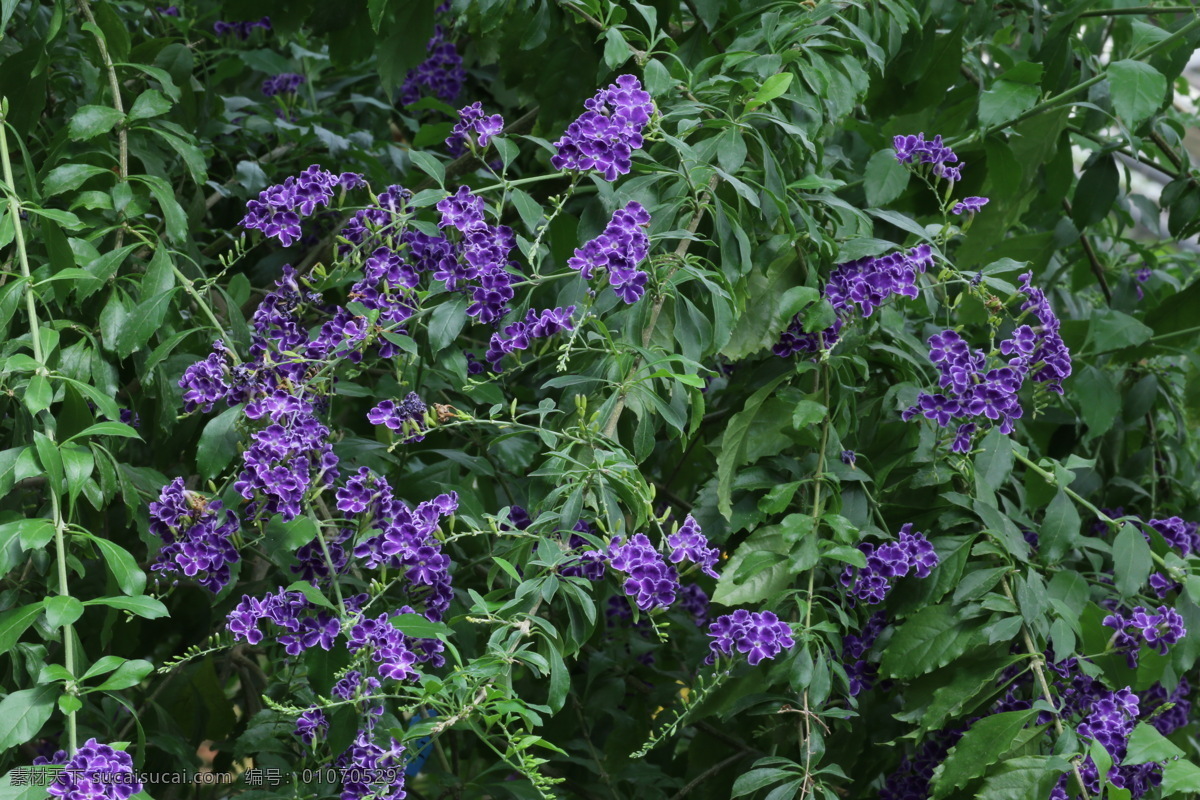 假连翘 番仔刺 篱笆树 洋刺 花墙刺 观赏花卉 花草 花儿 花朵 花骨朵 花卉 植物 园林绿化 绿化景观 花卉大观园 生物世界
