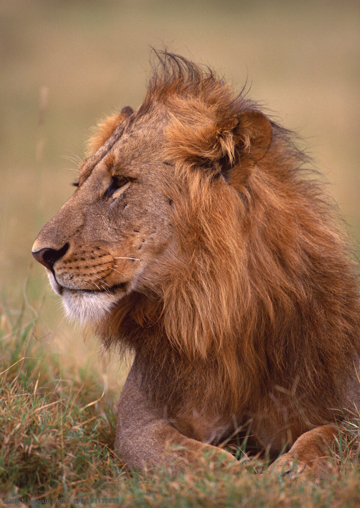 狮子 狮王 百兽之王 猛禽 野生动物 保护动物 草原动物 肉食动物 哺乳动物 生物世界