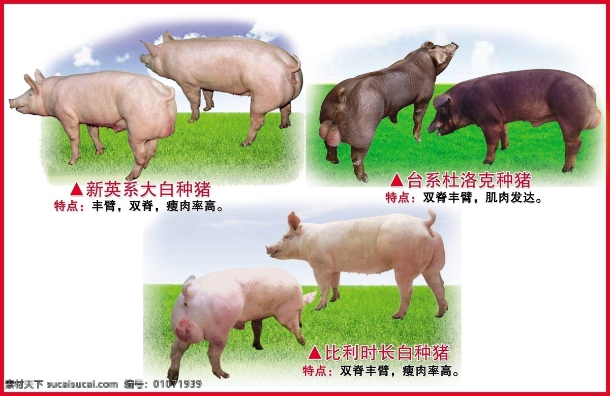 种猪挂图 新英系 大白种猪 台系杜洛克 比利时长白猪 双脊丰臂 瘦肉率高 高清 大分辨率 分层