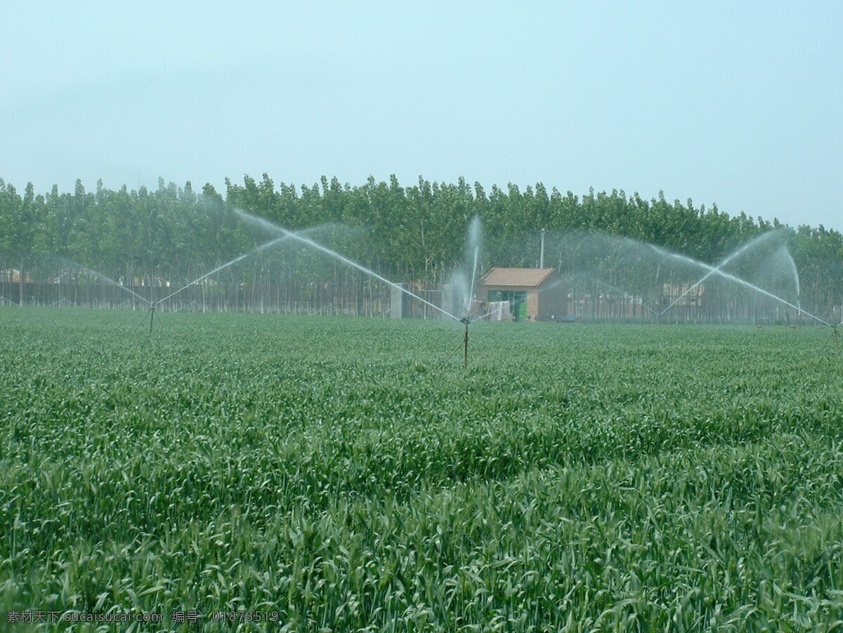 喷灌 灌溉 小麦 农业 农田 节水 农业生产 现代科技