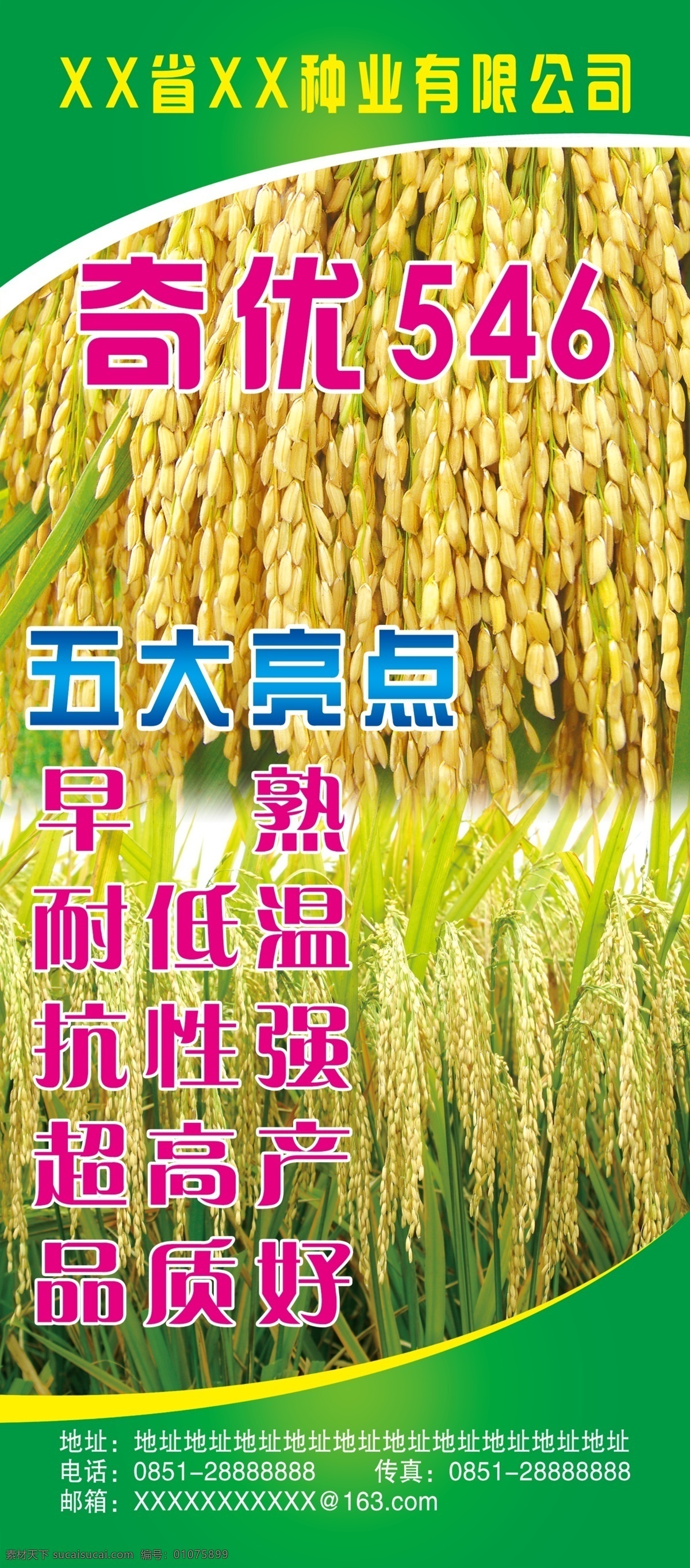 奇 优 546 展架 奇优546 玉米 种子 苞谷 展板模板