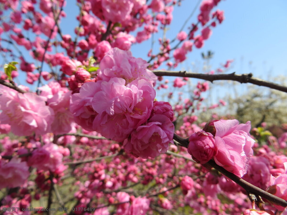 碧桃 春天 粉色 花草 花朵 嫩叶 生物世界 树枝 psd源文件