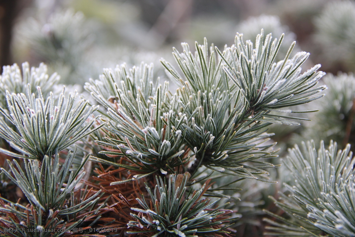 五针松 松针 松树 松枝 冰霜 植物 雨雪冰霜 自然风景 自然景观