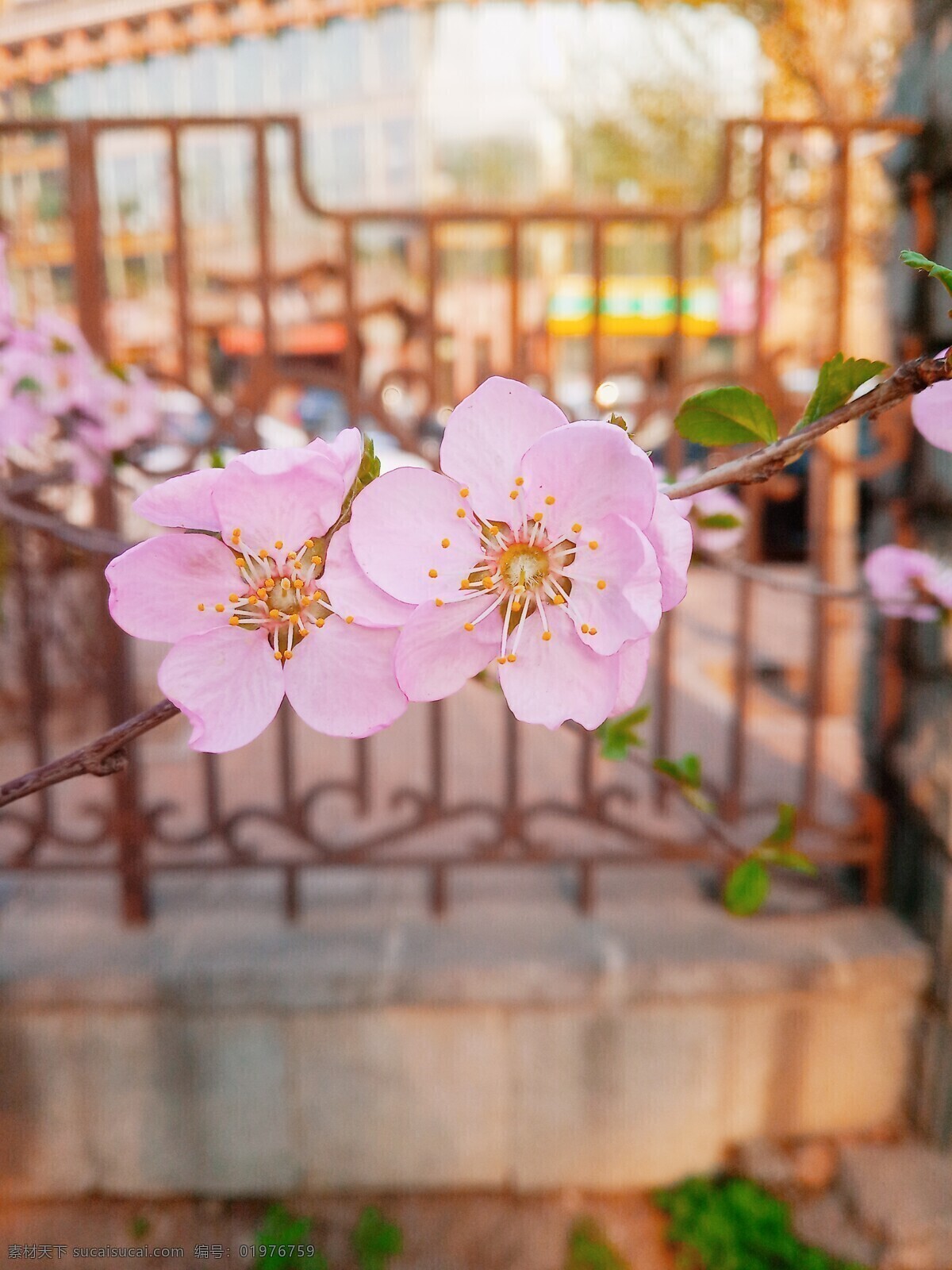 桃花摄影 花卉 桃花 花朵 花 春天