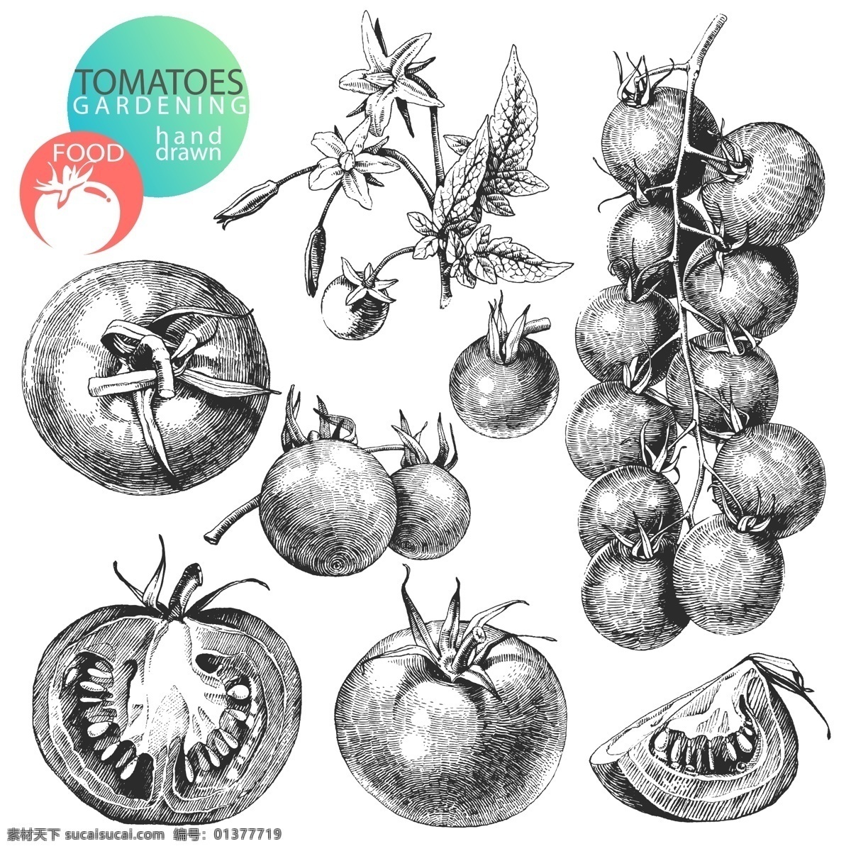素描 西红柿 蔬菜 水果 矢量图 其他矢量图