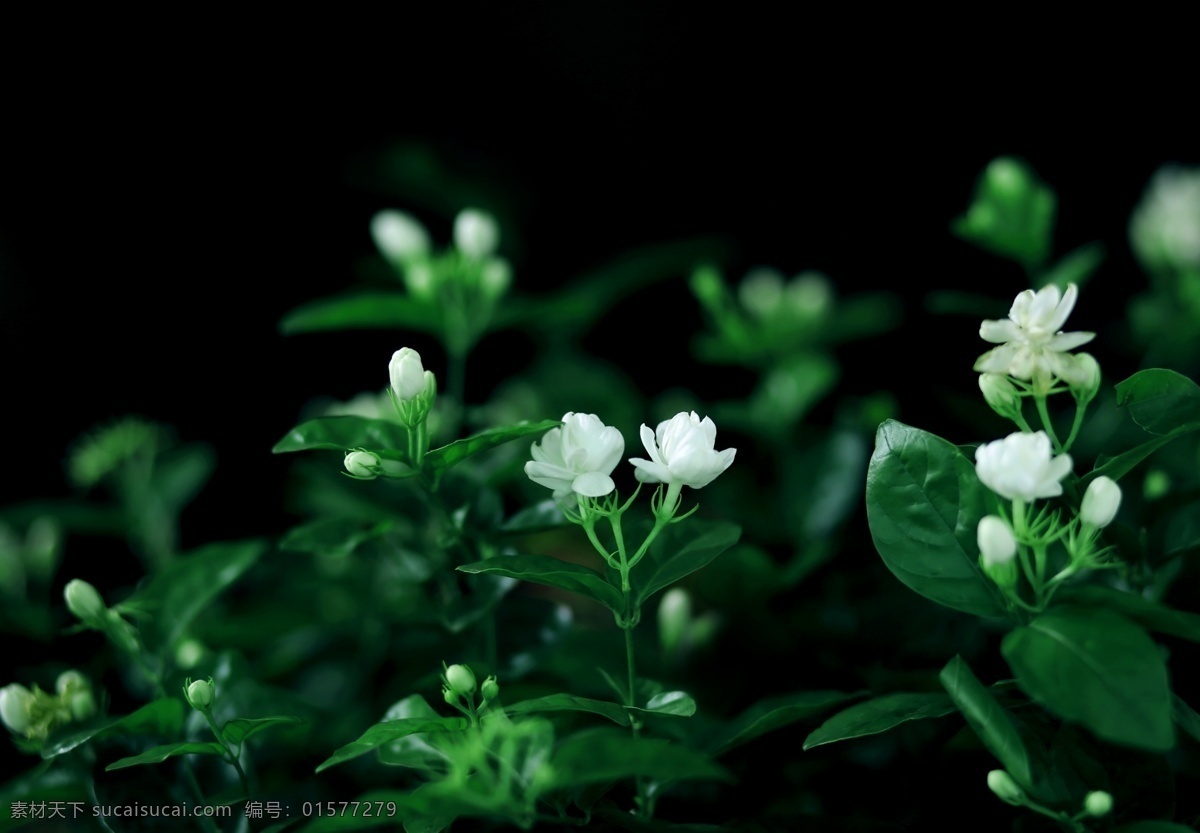 茉莉花 植物 花朵 花香 自然 自然景观