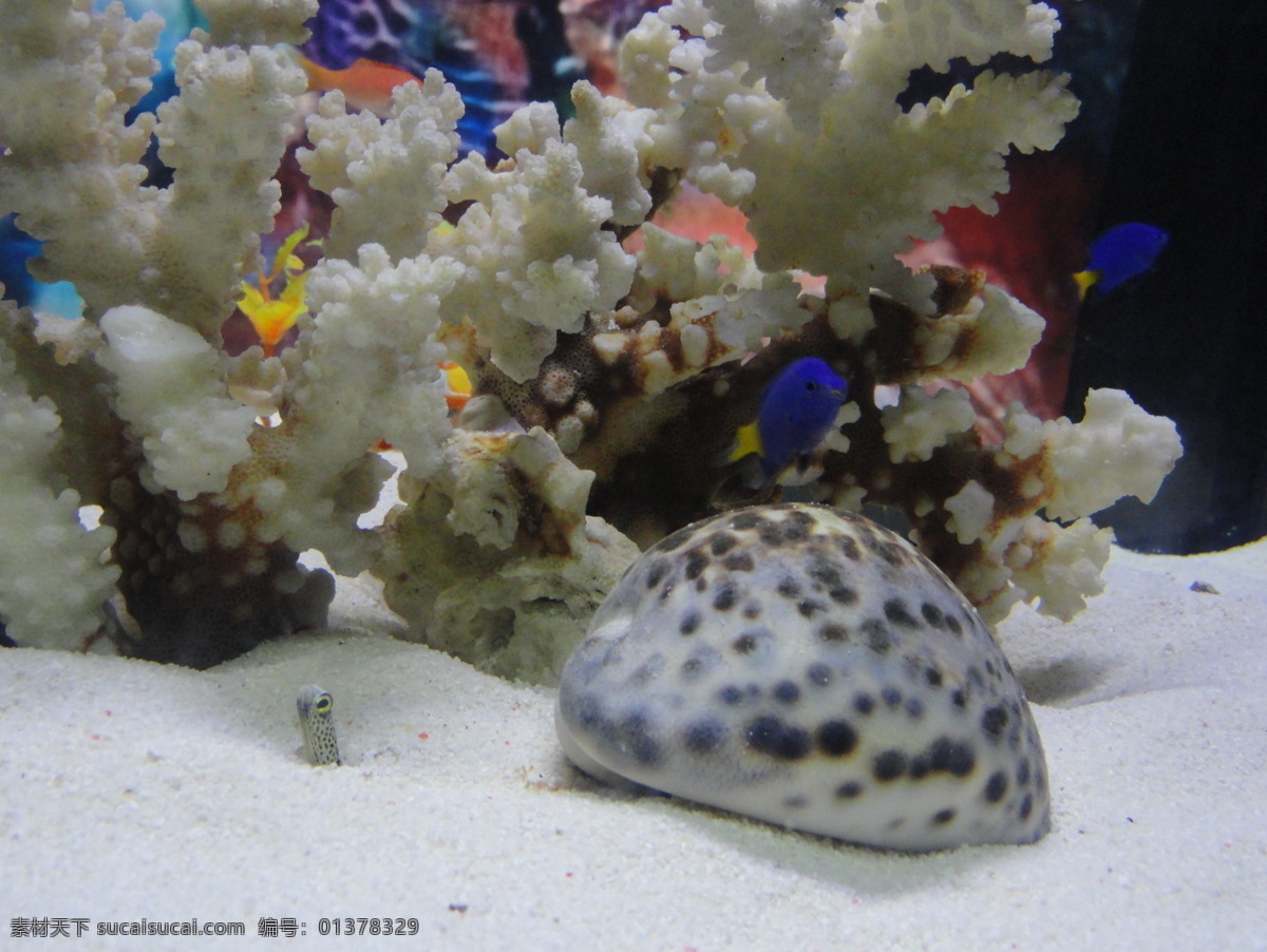 海底 世界 海底生物 海底世界 珊瑚 风景 生活 旅游餐饮