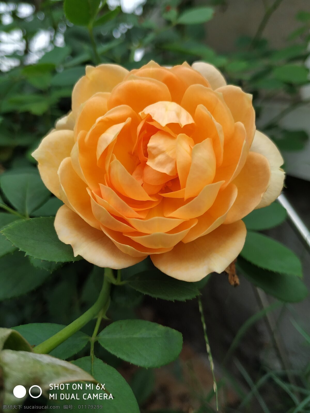 夏洛特夫人 欧月月季花 滕本月季 玫瑰 庭院花卉 旅游摄影 国内旅游