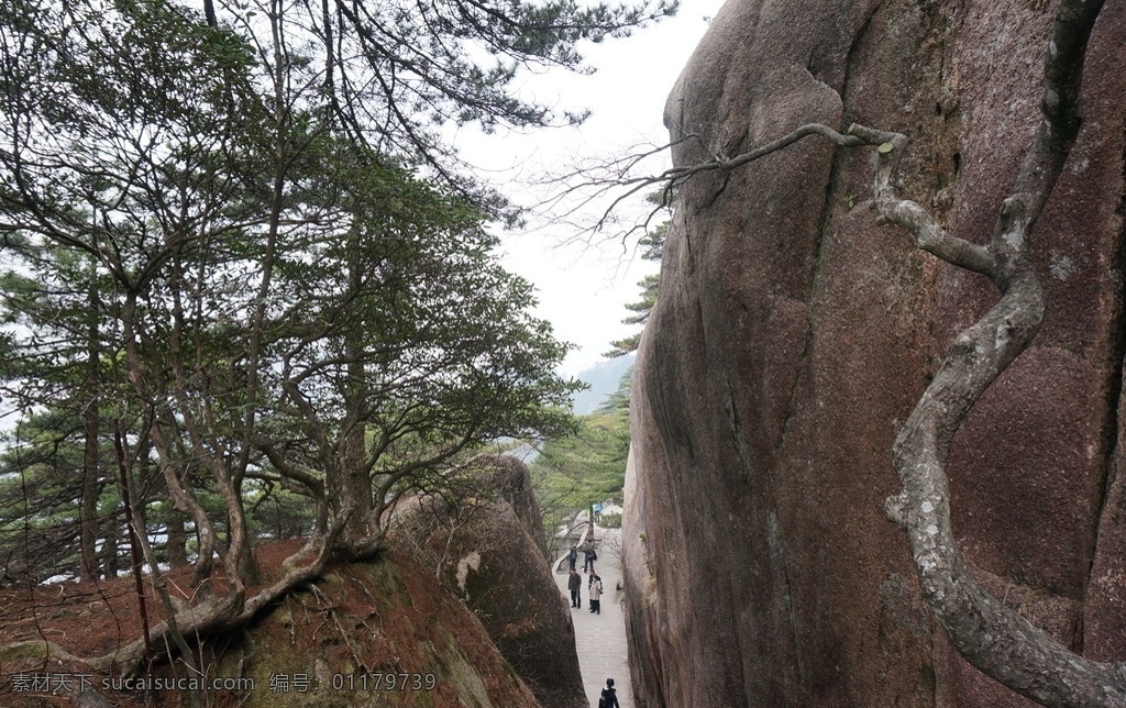 安徽黄山 黄山 黄山风景 安徽风景 安徽风光 黄山景观 黄山风景区 树木 高山 群山 安徽 安微黄山宏村 旅游摄影 自然风景